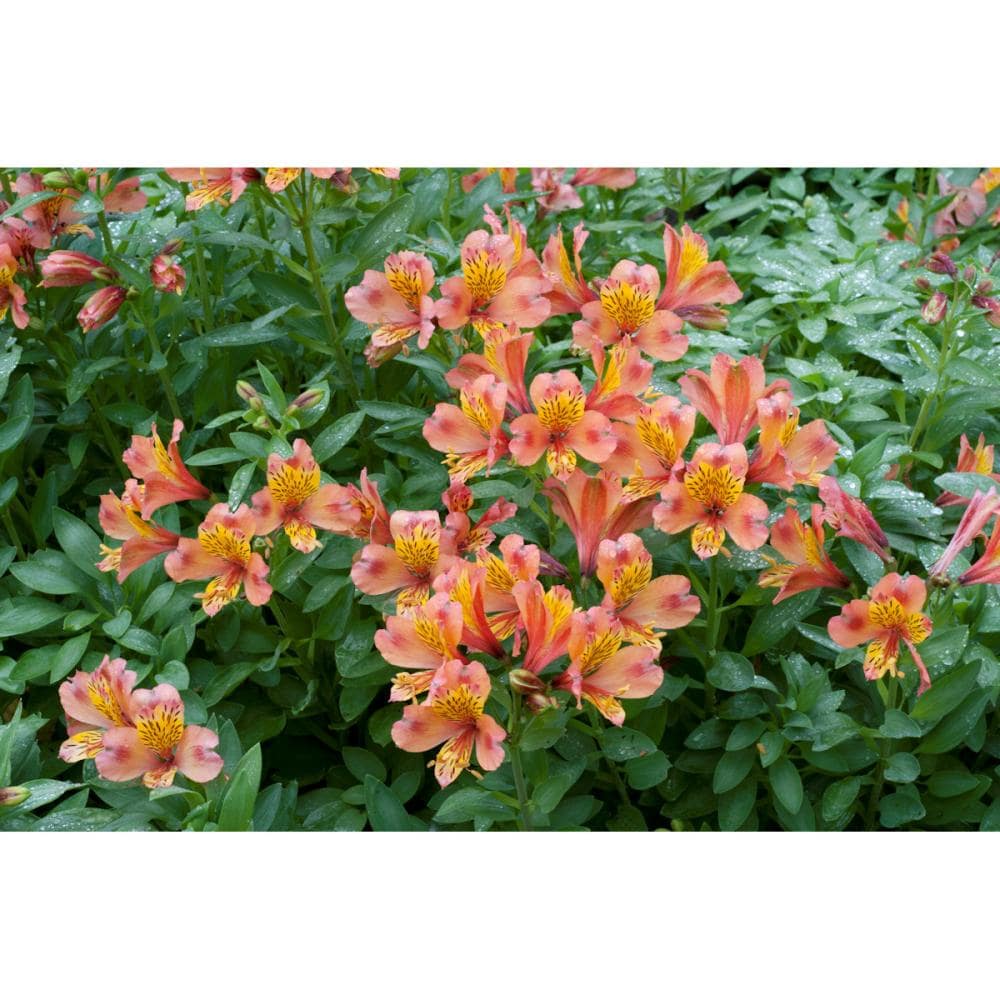 【花予約】　アルストロメリア　リグツ　橙花種　１株　【引渡し期間：１１月２９日（土）～１２月７日（日）】