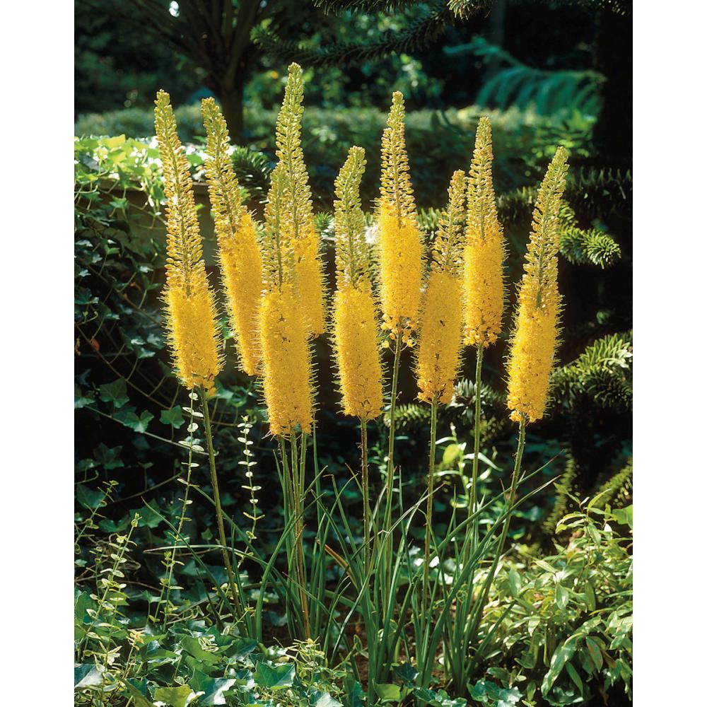 【花予約】 キャンドルリリー(エルムルス) 黄花種 1株 【引渡し期間:11月29日(土)~12月7日(日)】