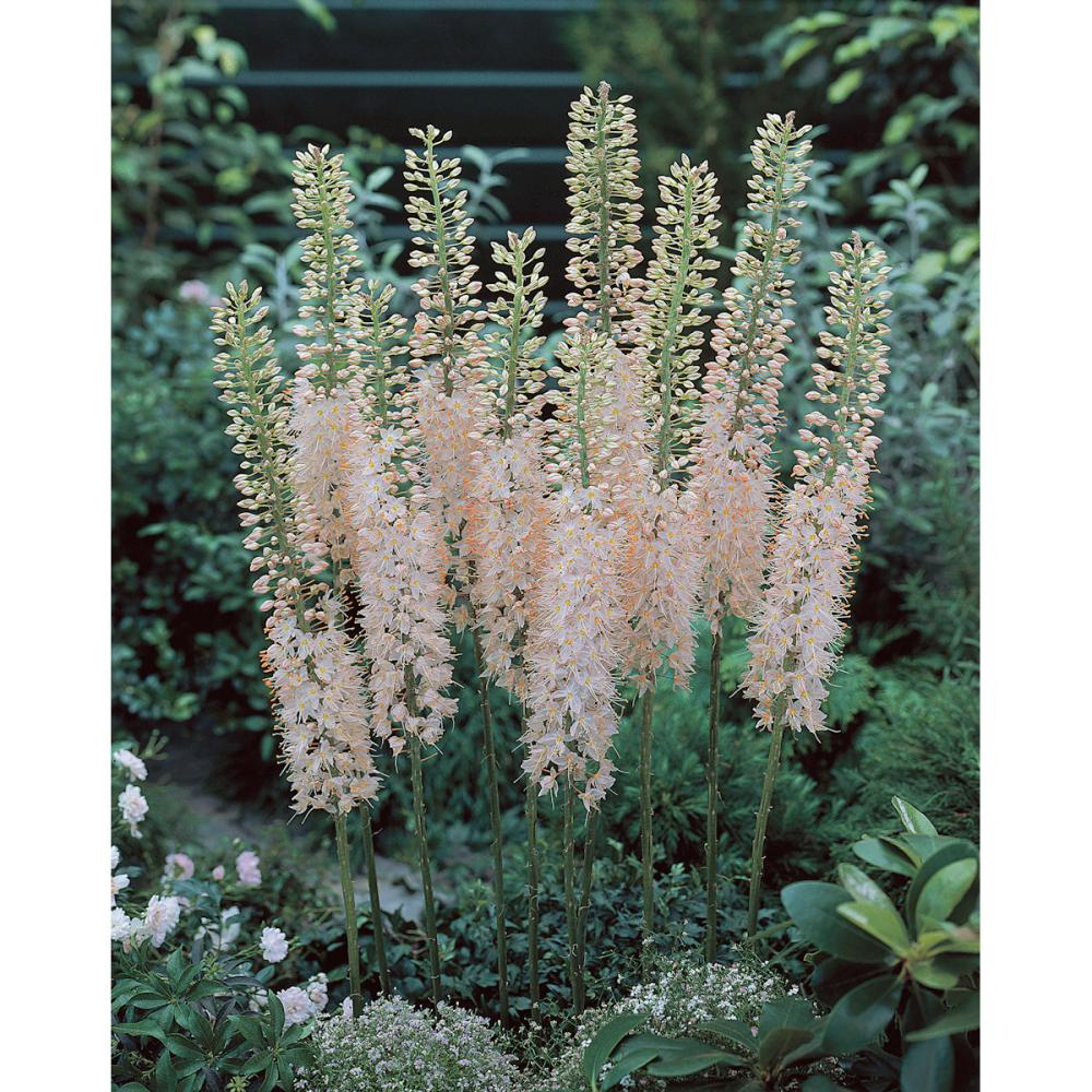 【花予約】　キャンドルリリー（エルムルス）　桃花種　１株　【引渡し期間：１１月２９日（土）～１２月７日（日）】