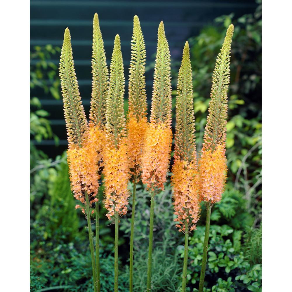 【花予約】　キャンドルリリー（エルムルス）　橙花種　１株　【引渡し期間：１１月２９日（土）～１２月７日（日）】