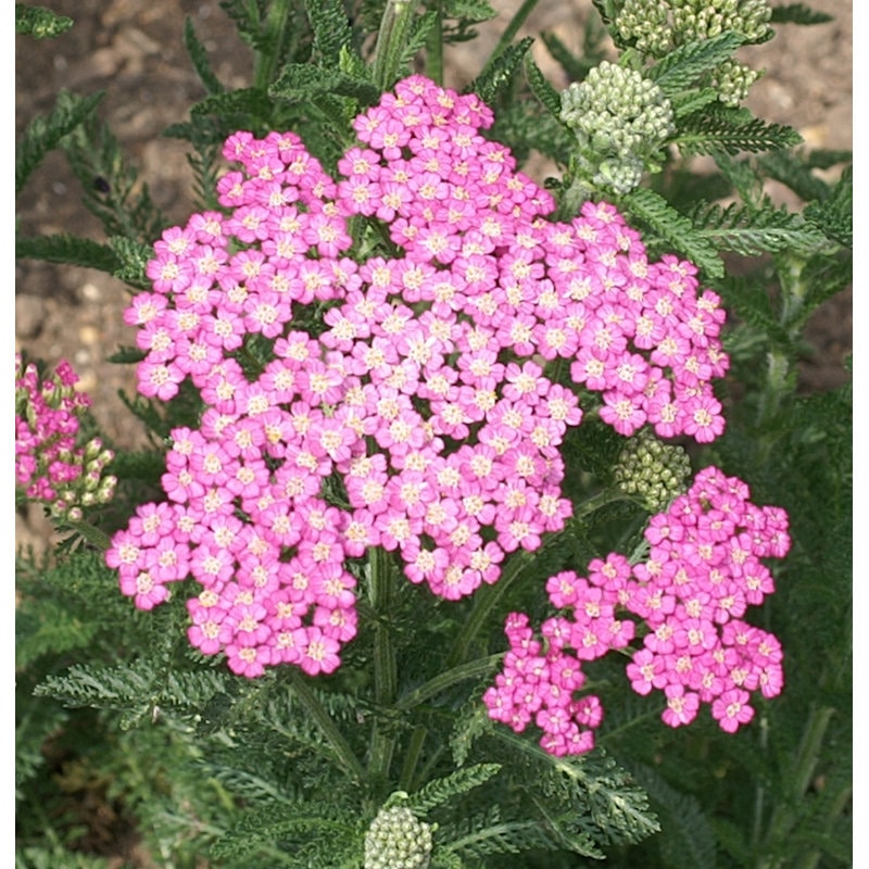 【春予約】　アキレア　ピンク　１０．５ｃｍ　【引渡予定日：４／４（土）～１２（日）】