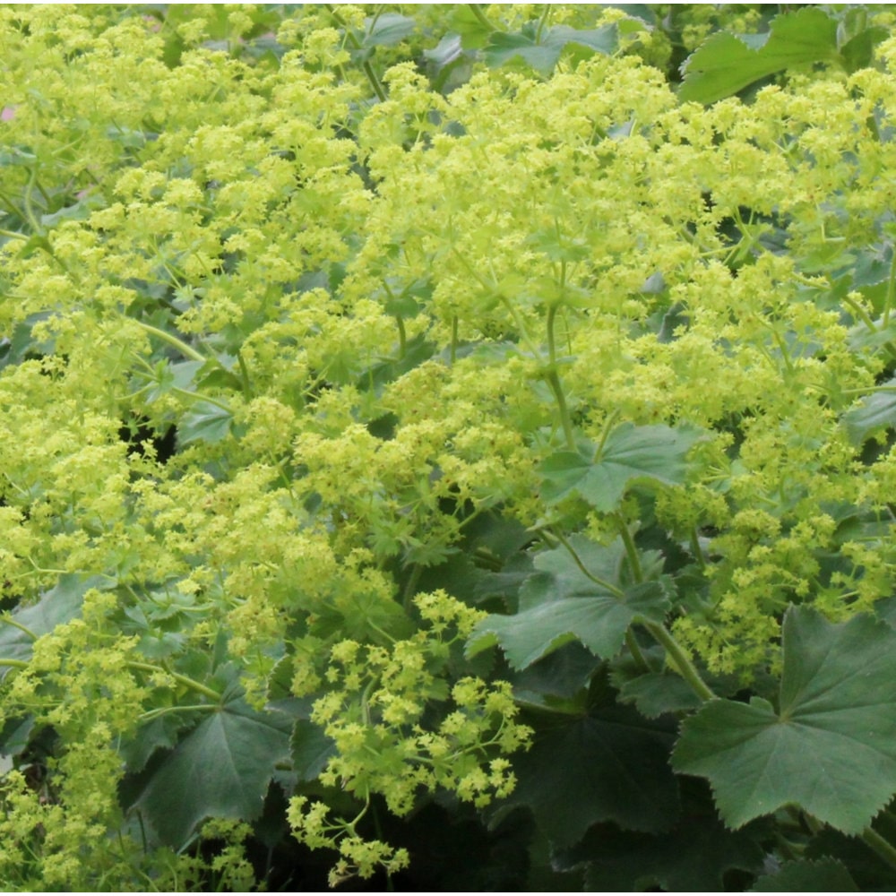 【花予約】　アルケミラ　モリス　１０．５ｃｍ　【引き渡し期間：１０月２５日（土）～１１月２日（日）】