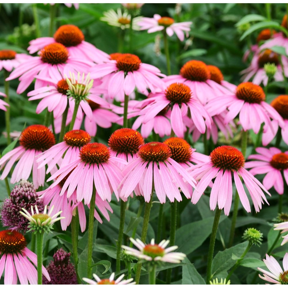 【春予約】　エキナセア　シングル　パープレア　１０．５ｃｍ　【引渡予定日：４／４（土）～１２（日）】