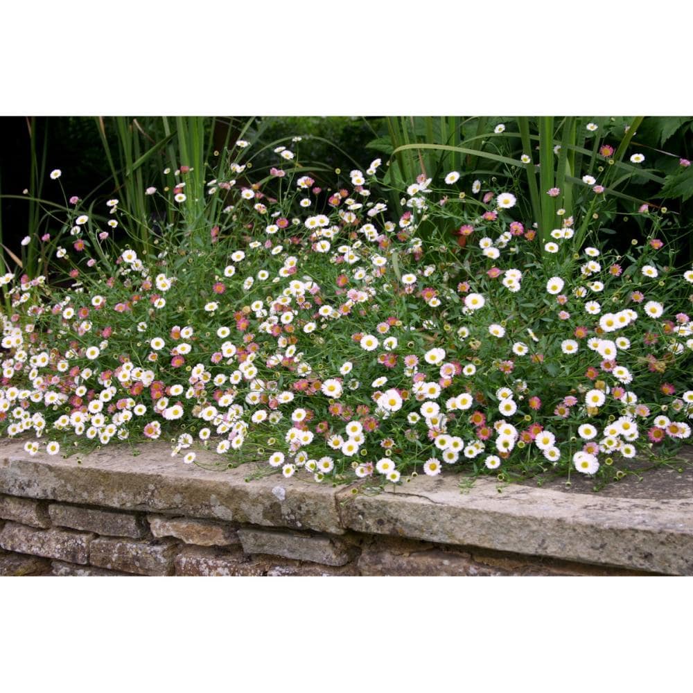 【花予約】　エリゲロン　カルビンスキアヌス　１０．５ｃｍ　【引き渡し期間：１０月２５日（土）～１１月２日（日）】