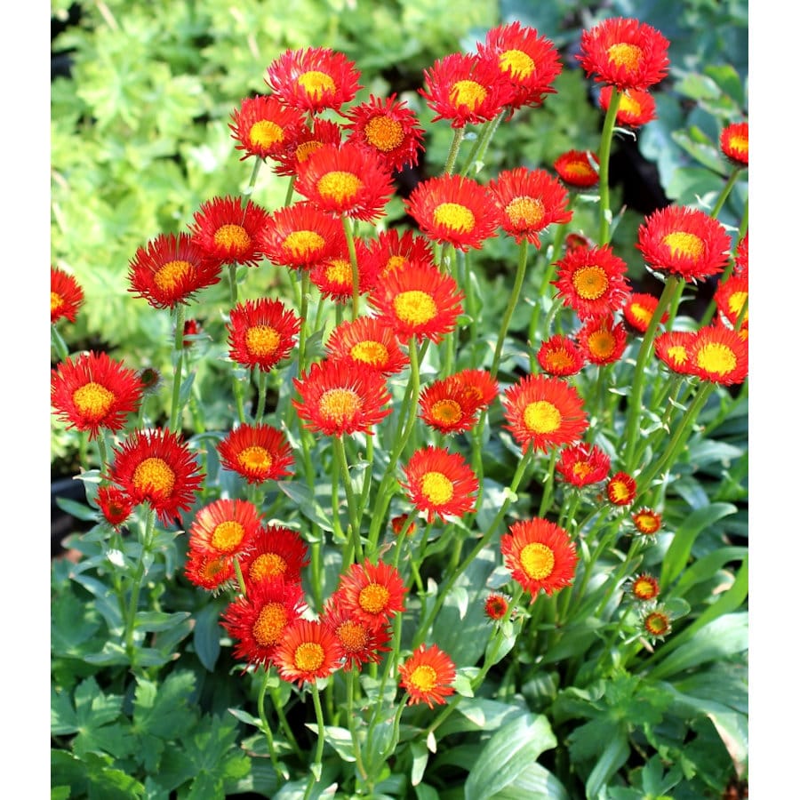 【花予約】 エリゲロン オーランティアカス 10.5cm 【引き渡し期間:10月25日(土)~11月2日(日)】