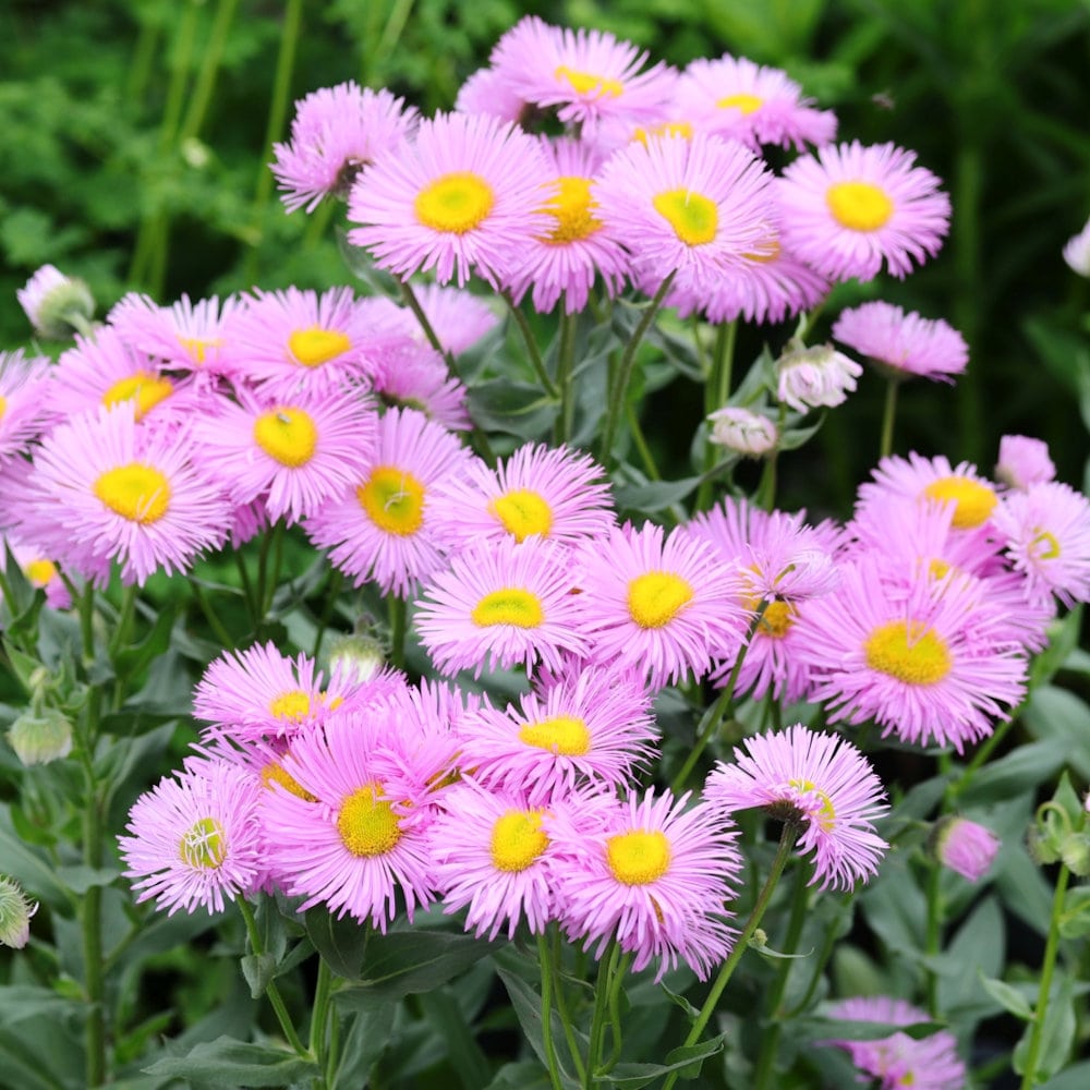 【春予約】　エリゲロン　ロサジュエル　１０．５ｃｍ　【引渡予定日：４／４（土）～１２（日）】