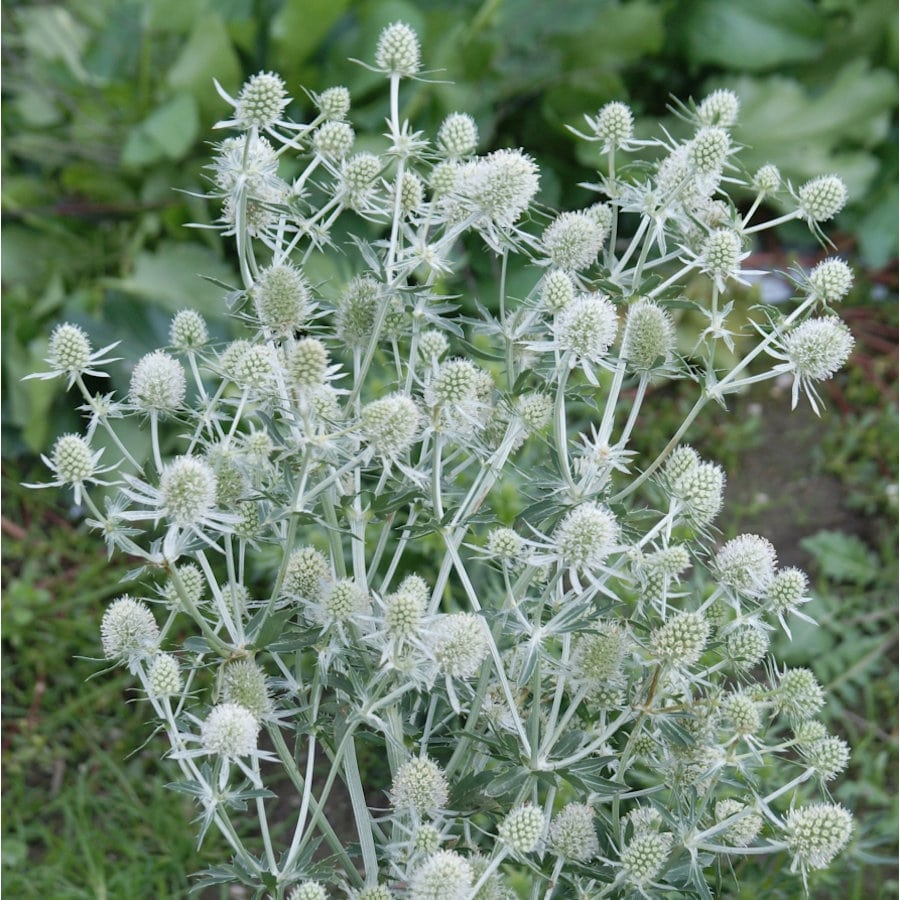 【春予約】　エリンジューム　ホワイトグリッター　１０．５ｃｍ　【引渡予定日：４／４（土）～１２（日）】