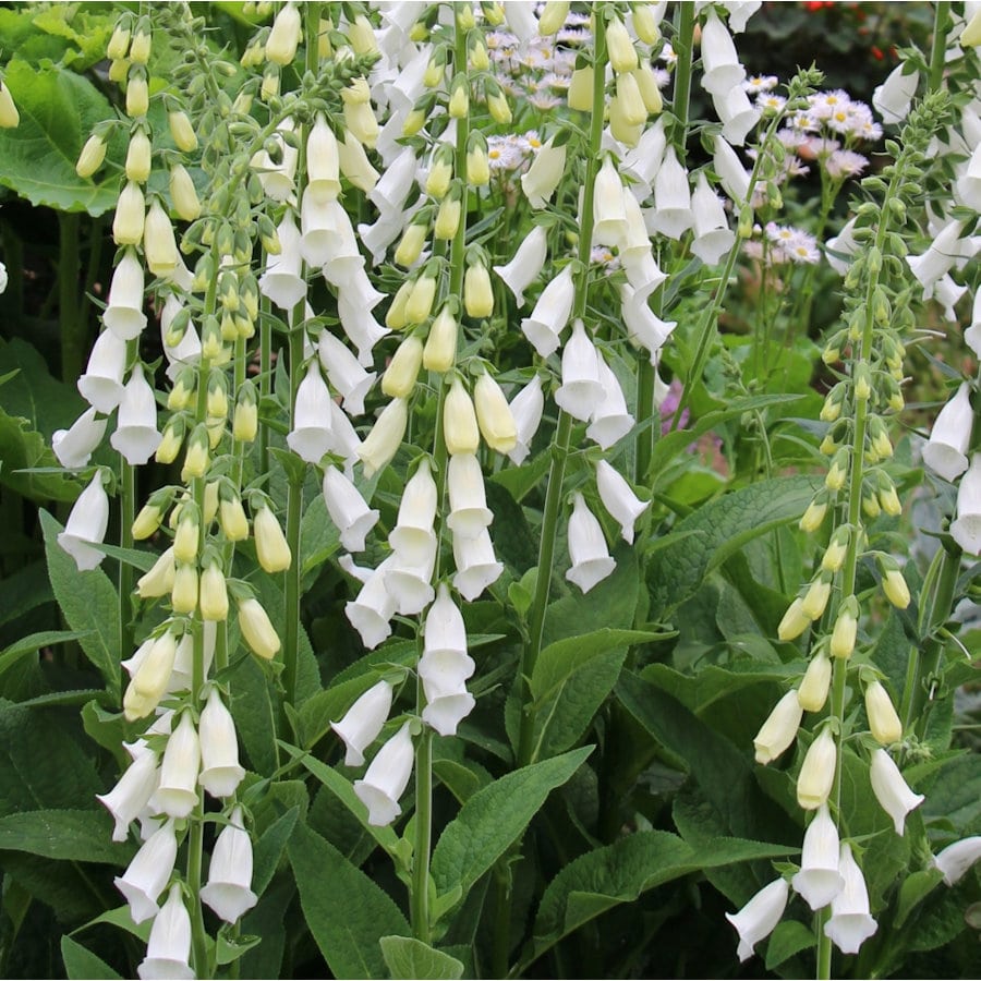 【春予約】　ジギタリス　パープレアアルバ　１０．５ｃｍ　【申込期限：３月２２日（日）】