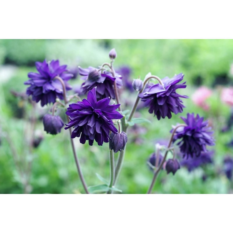 【花予約】　西洋オダマキ　ブルーバロー　１０．５ｃｍ　【引き渡し期間：１０月２５日（土）～１１月２日（日）】