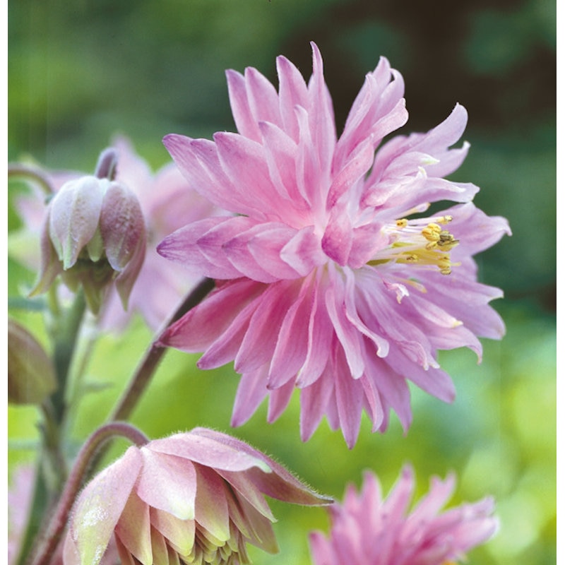 【花予約】　西洋オダマキ　ローズバロー　１０．５ｃｍ　【引き渡し期間：１０月２５日（土）～１１月２日（日）】