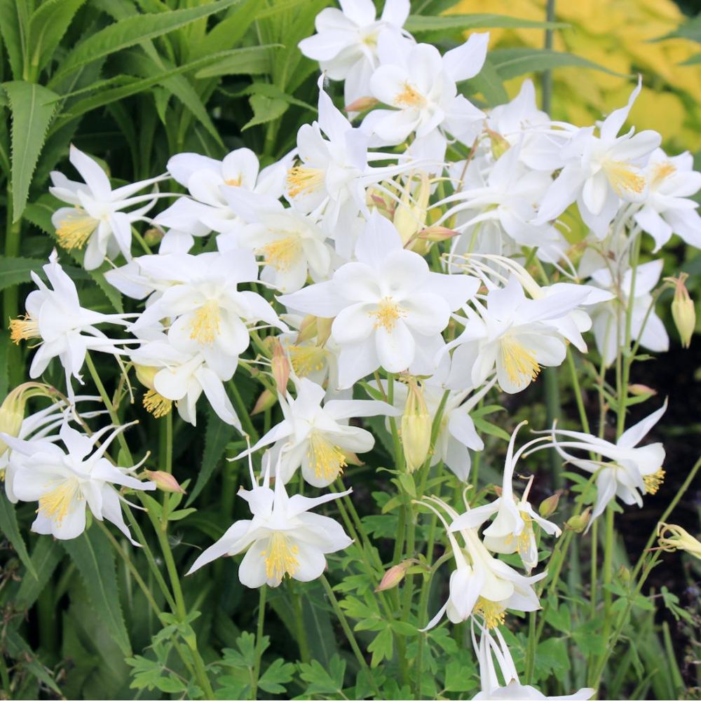 【花予約】　西洋オダマキ　クリスタル　１０．５ｃｍ　【引き渡し期間：１０月２５日（土）～１１月２日（日）】