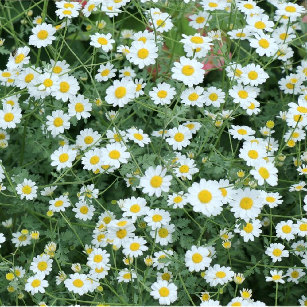 【花予約】　タナセタム　ジャック　１０．５ｃｍ　【引き渡し期間：１０月２５日（土）～１１月２日（日）】