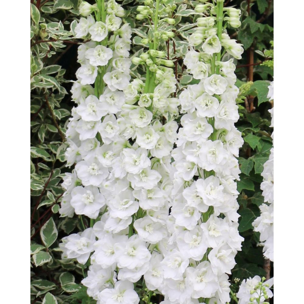 【花予約】　デルフィニューム　ガラハット　１０．５ｃｍ　【引き渡し期間：１０月２５日（土）～１１月２日（日）】