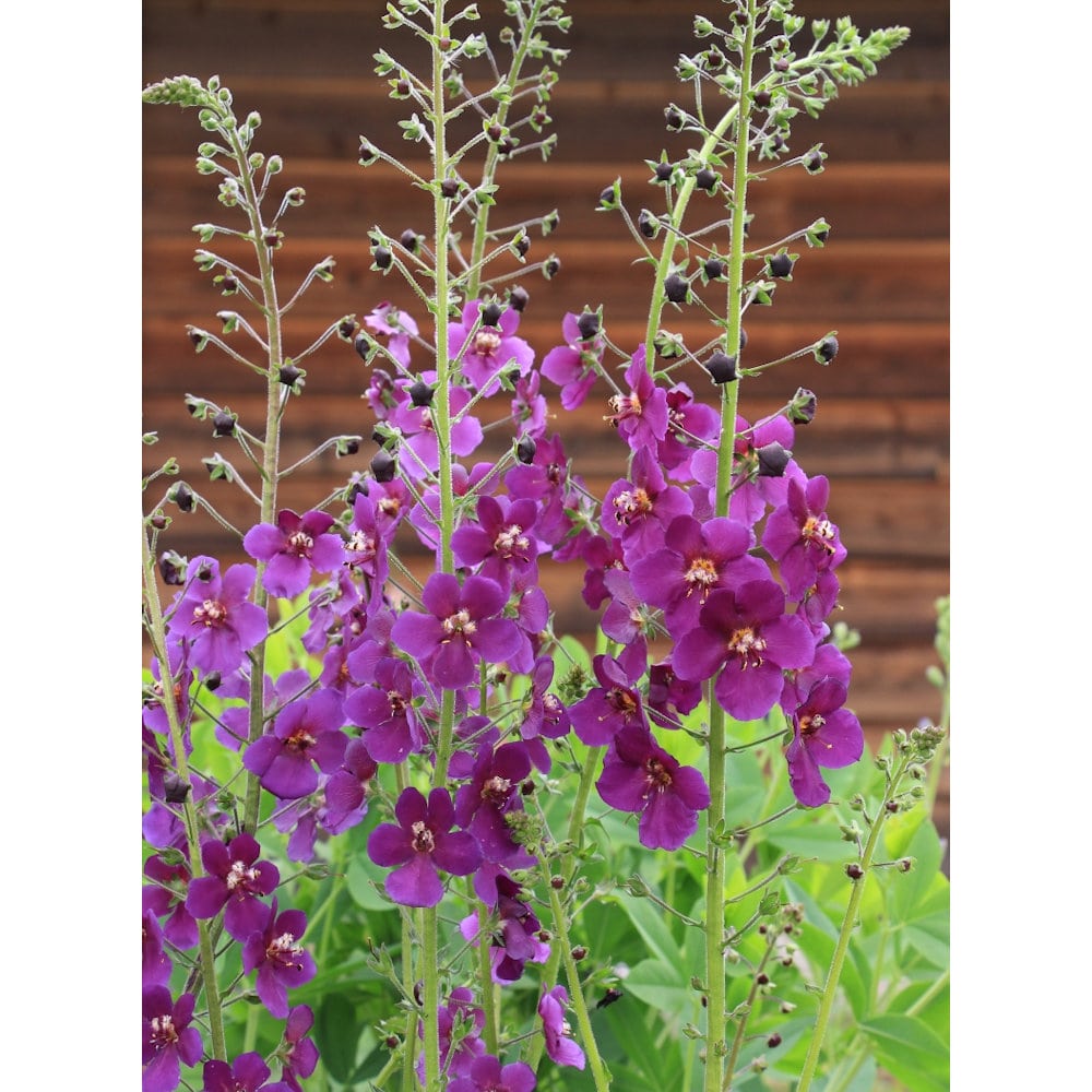 【花予約】 バーバスカム ビオレッタ 10.5cm 【引き渡し期間:10月25日(土)~11月2日(日)】