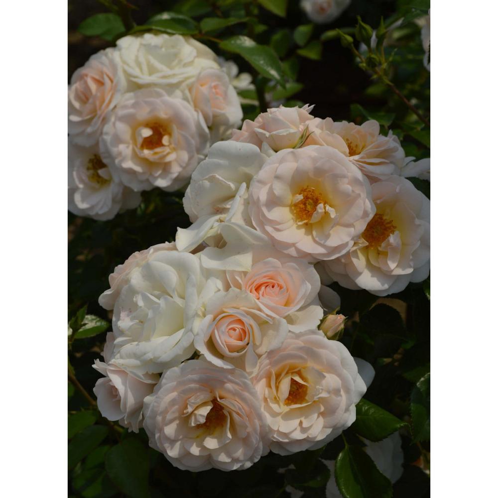 【長尺バラ予約】　長尺バラ　シリウス　【引き渡し期間：３月７日（土）～３月１５日（日）】