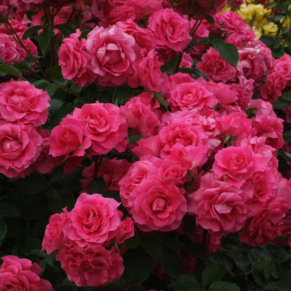 【長尺バラ予約】　長尺バラ　ツル．ローズうらら　【引き渡し期間：３月７日（土）～３月１５日（日）】