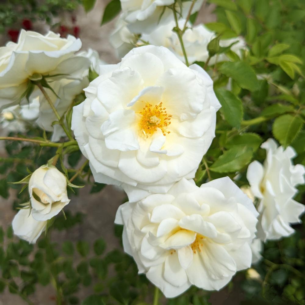 【長尺バラ予約】　長尺バラ　真白（ましろ）　【引き渡し期間：３月７日（土）～３月１５日（日）】