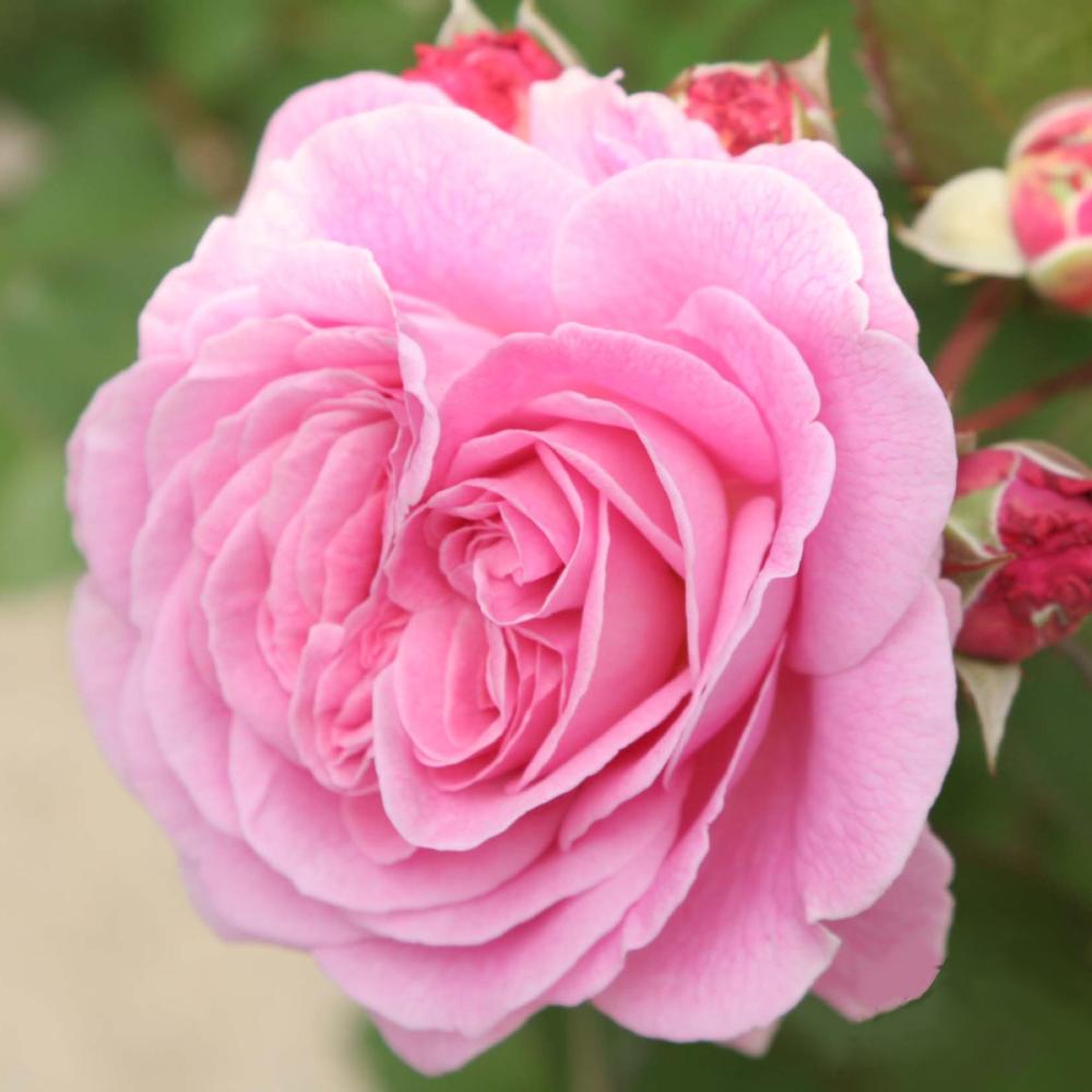 【長尺バラ予約】　長尺バラ　マリー　ヘンリエッテ　【引き渡し期間：３月７日（土）～３月１５日（日）】