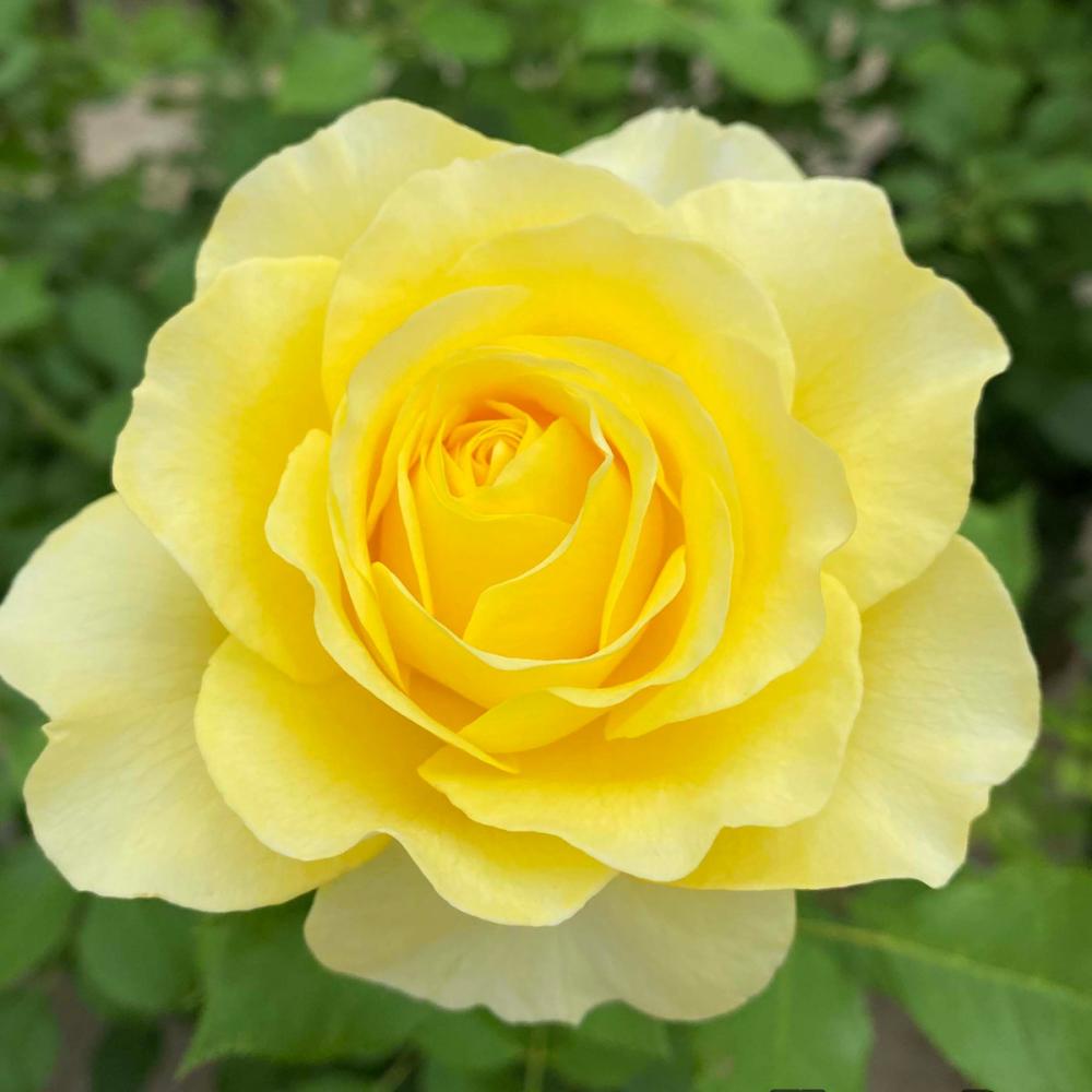 【長尺バラ予約】　長尺バラ　ライムライト　グランディローサ　【引き渡し期間：３月７日（土）～３月１５日（日）】