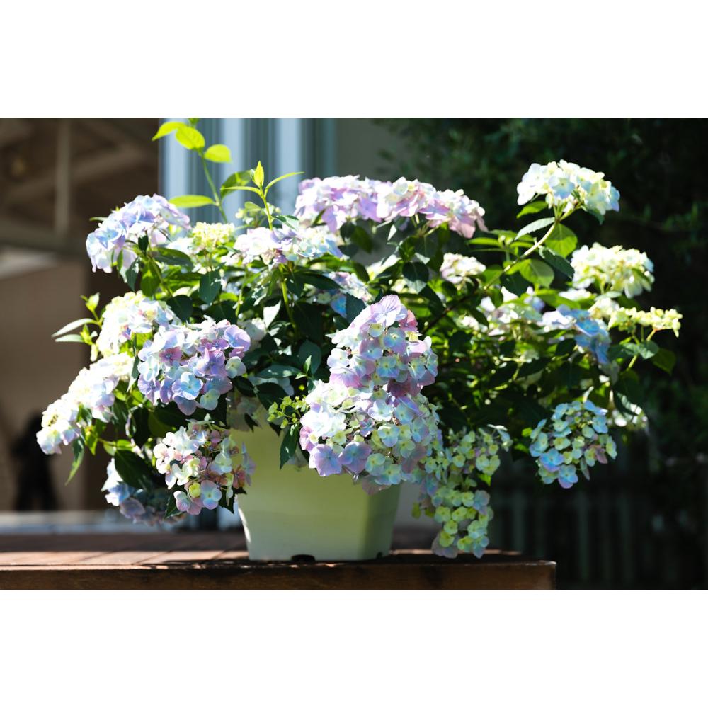 【花予約】　ラグランジア　オーロランジュ　１０．５ｃｍ　【引渡し期間：】