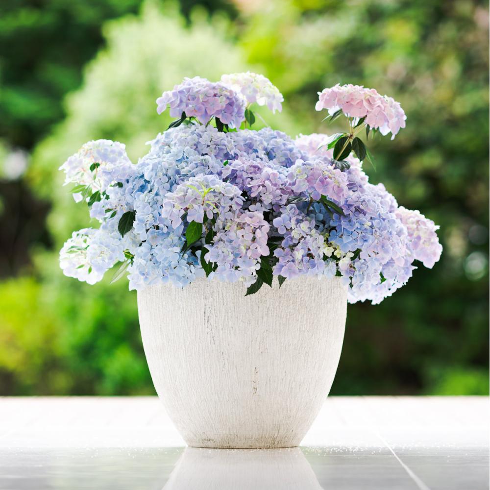 【春予約】　ラグランジア　クリスタルヴェール２　１０．５ｃｍ　【申込期限：３月１５日（日）】