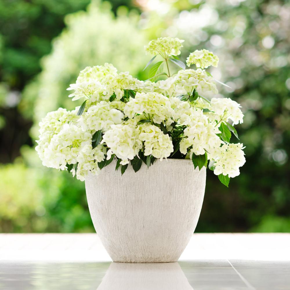 【春予約】　ラグランジア　シャンデリーニ　１０．５ｃｍ　【申込期限：３月１５日（日）】