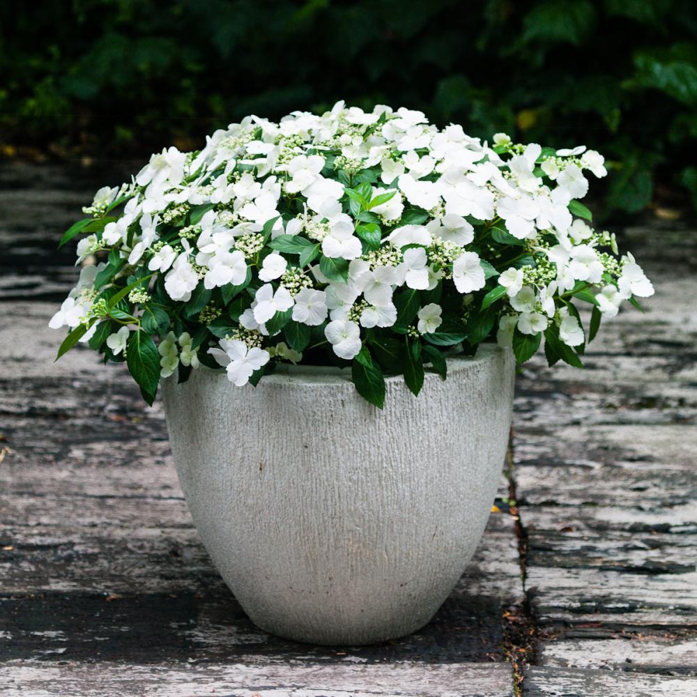 【春予約】　ラグランジア　ブライダルシャワー　１０．５ｃｍ　【申込期限：３月１５日（日）】