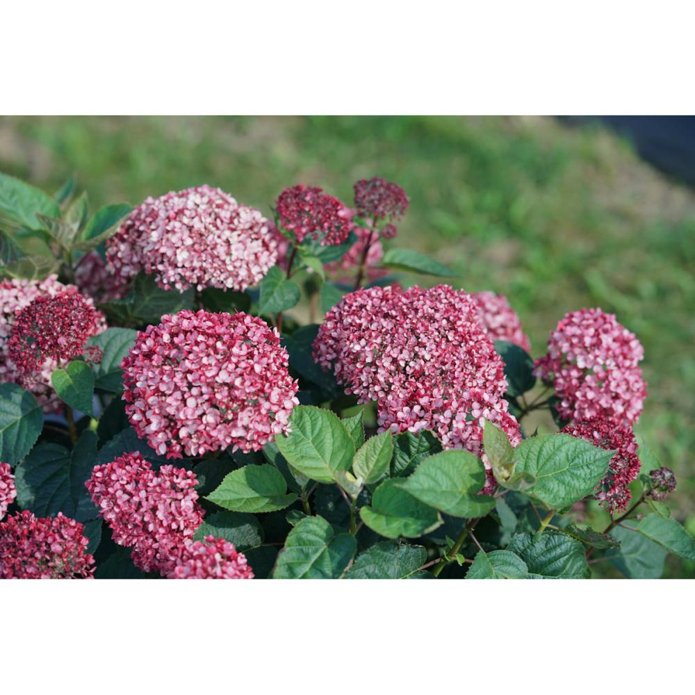 【春予約】　アナベル　プティ　ガーネット　１１ｃｍ　【申込期限：４月２６日（日）】