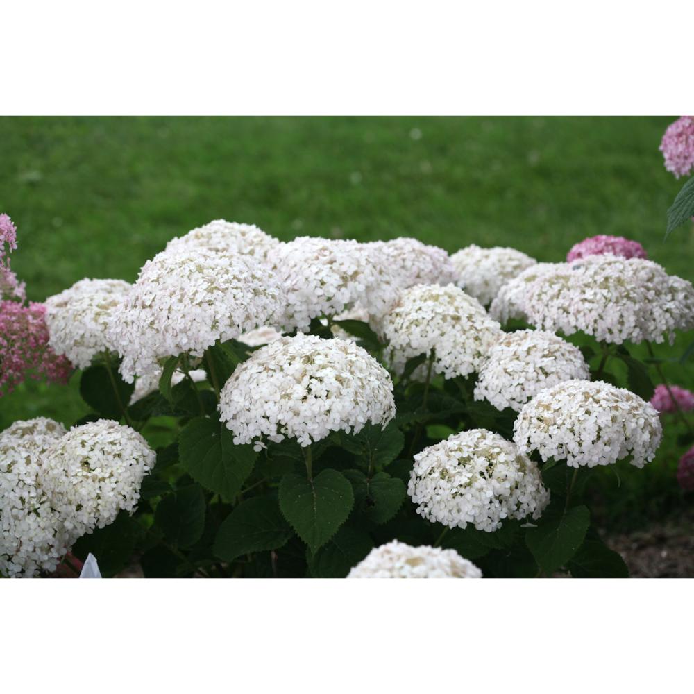 【春予約】　アナベル　プティ　クリーム　１１ｃｍ　【申込期限：４月２６日（日）】