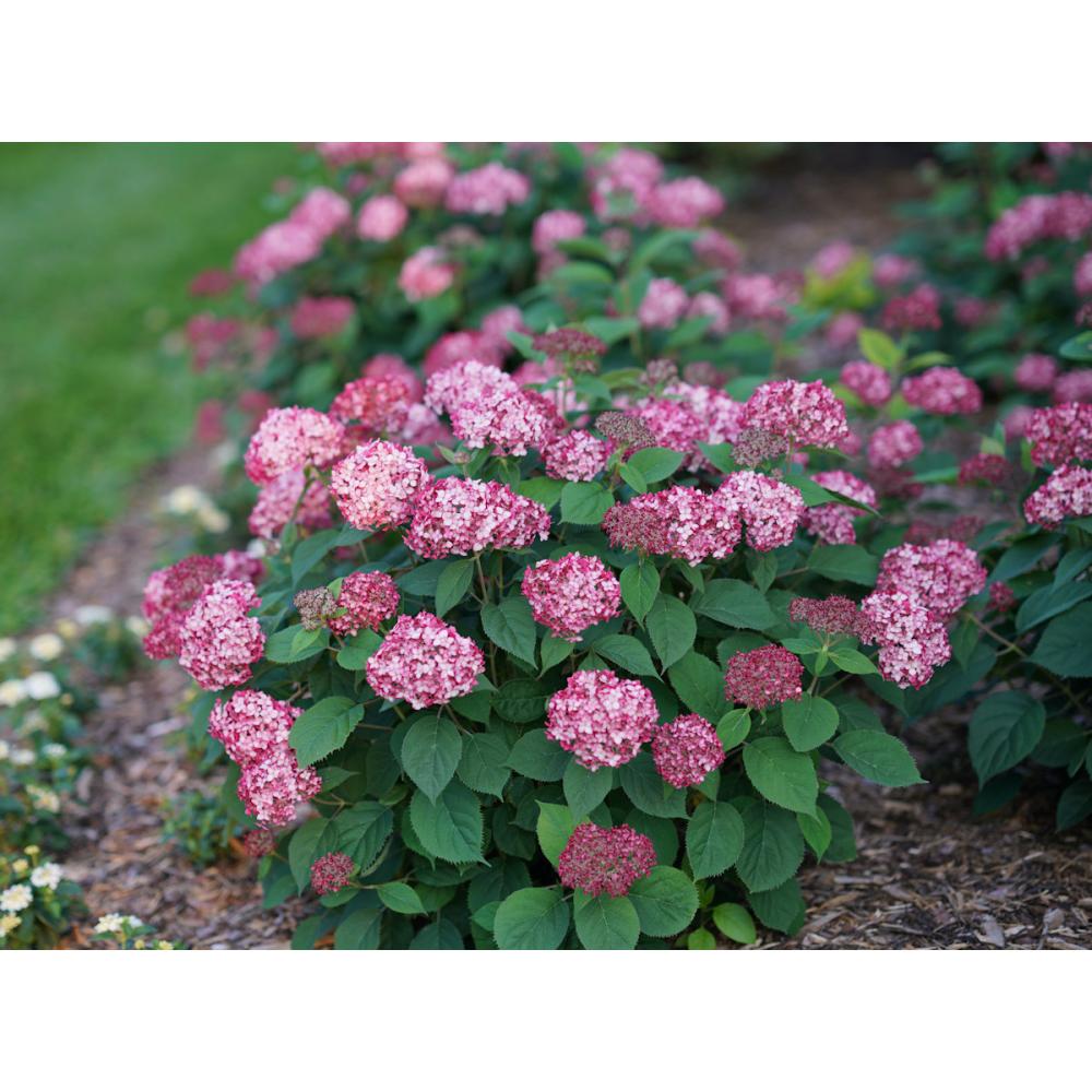 【春予約】　アナベル　ミニ　ルビー　１１ｃｍ　【申込期限：４月２６日（日）】