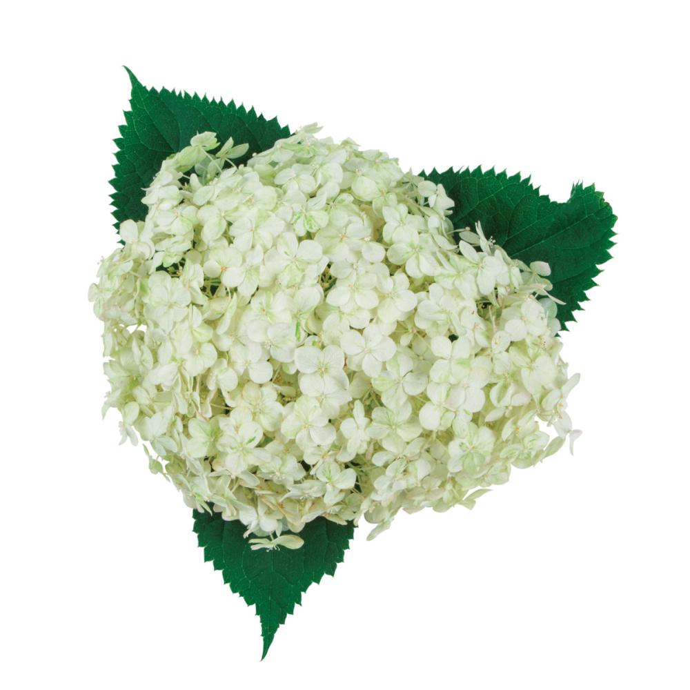 【春予約】　アナベル　ミディ　ライム　１１ｃｍ　【申込期限：４月２６日（日）】