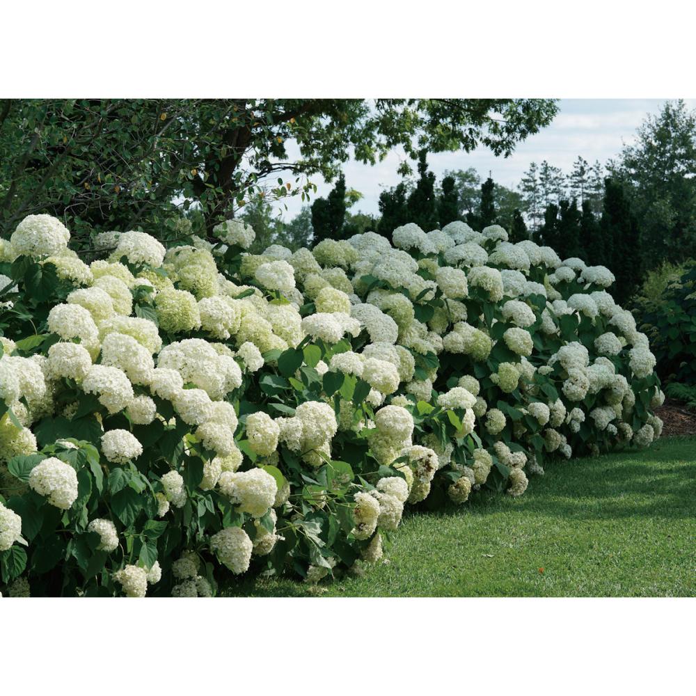 【春予約】　アナベル　グランデ　クリーム　１１ｃｍ　【申込期限：４月２６日（日）】