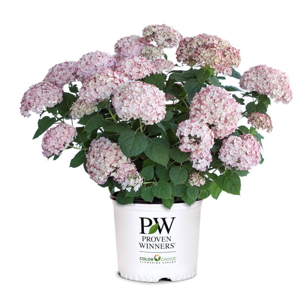 【春予約】　アナベル　グランデ　ピンク　１１ｃｍ　【申込期限：４月２６日（日）】