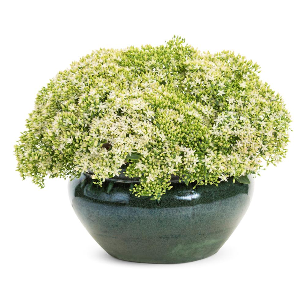 【花予約】　セダム　モコランド　シュガーアフロ　１１ｃｍ　【引き渡し期間：１０月２５日（土）～１１月２日（日）】