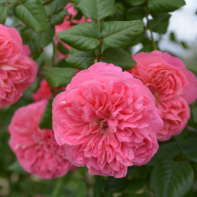 【長尺バラ予約】　長尺バラ　ライオンハート　【引き渡し期間：３月７日（土）～３月１５日（日）】