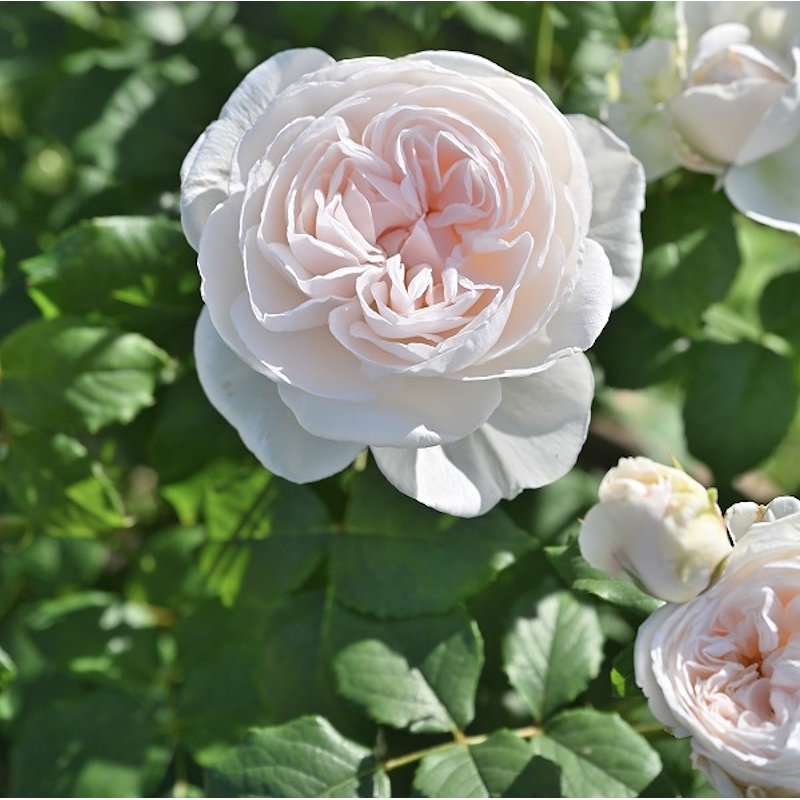 【長尺バラ予約】　長尺バラ　マハネ　【引き渡し期間：３月７日（土）～３月１５日（日）】