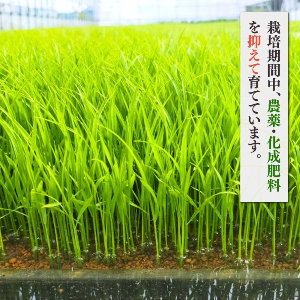 令和8年度 新潟県弥彦村産 石井農園のこだわりコシヒカリ 玄米