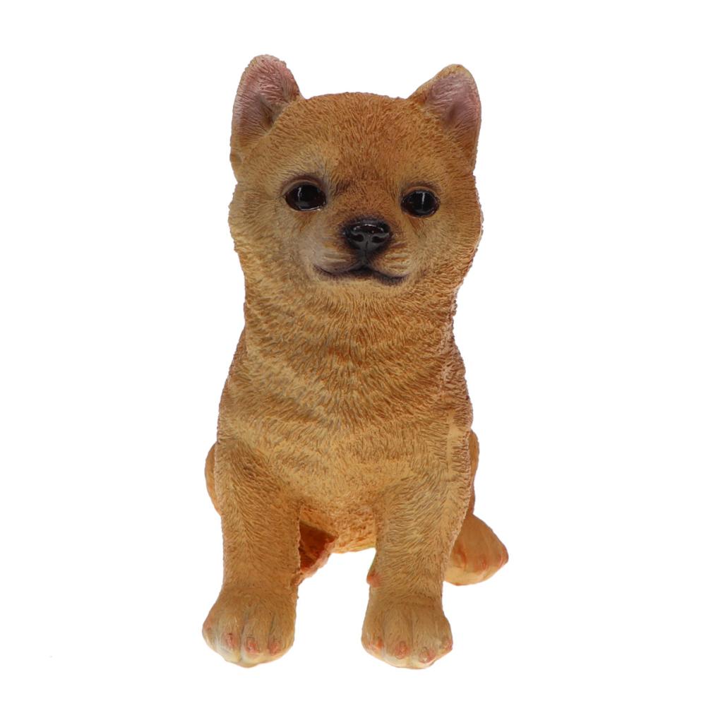 柴犬