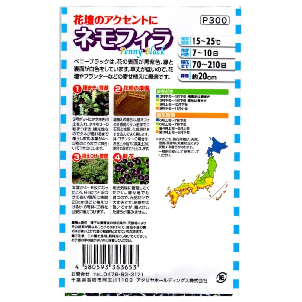 ねもふぃら購入ページ Amazon | ネモフィラ 苗 Zシリーズ ピンク シルバーリーフ 3.5号