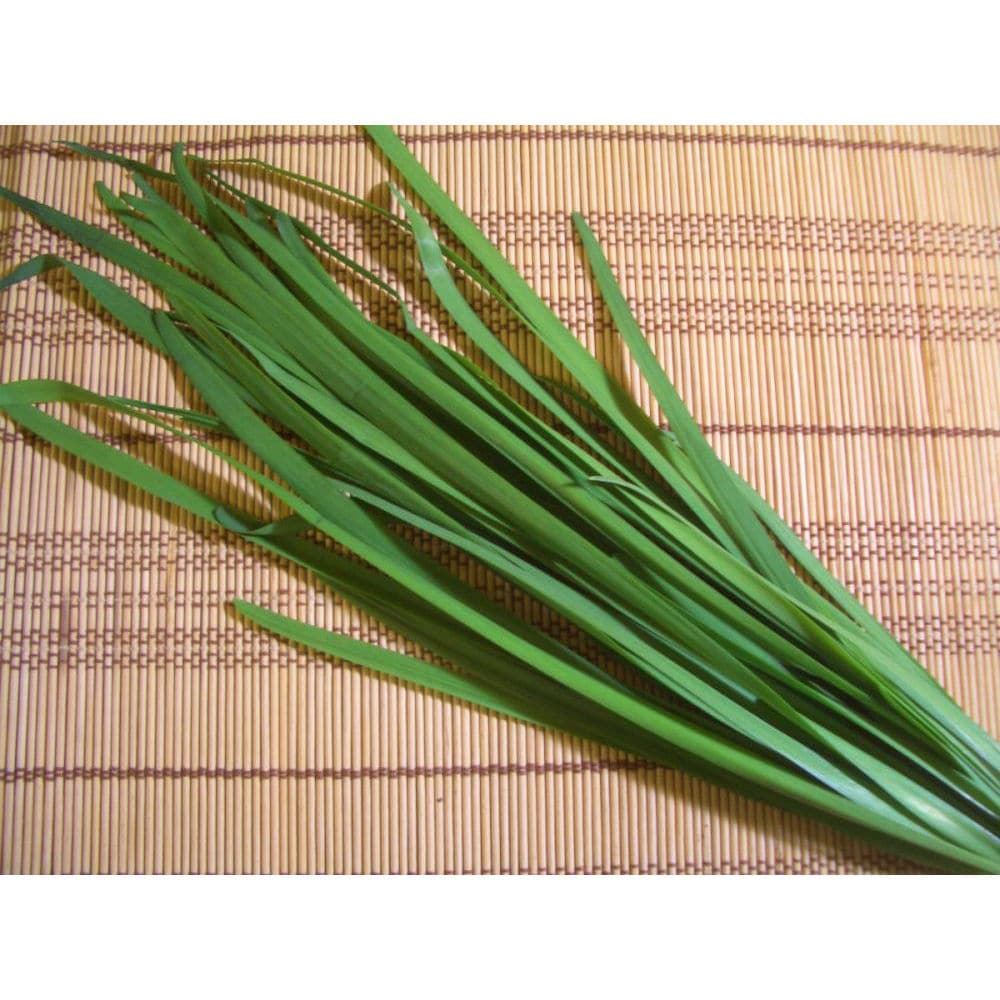 【春予約】　にら　特大株　１株　【引渡予定日：３／７（土）～１５（日）】