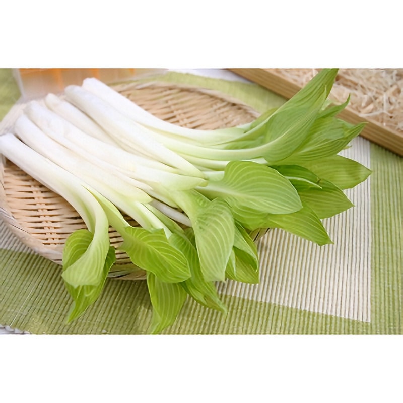 【春予約】　うるい　１株　【引渡予定日：３／７（土）～１５（日）】