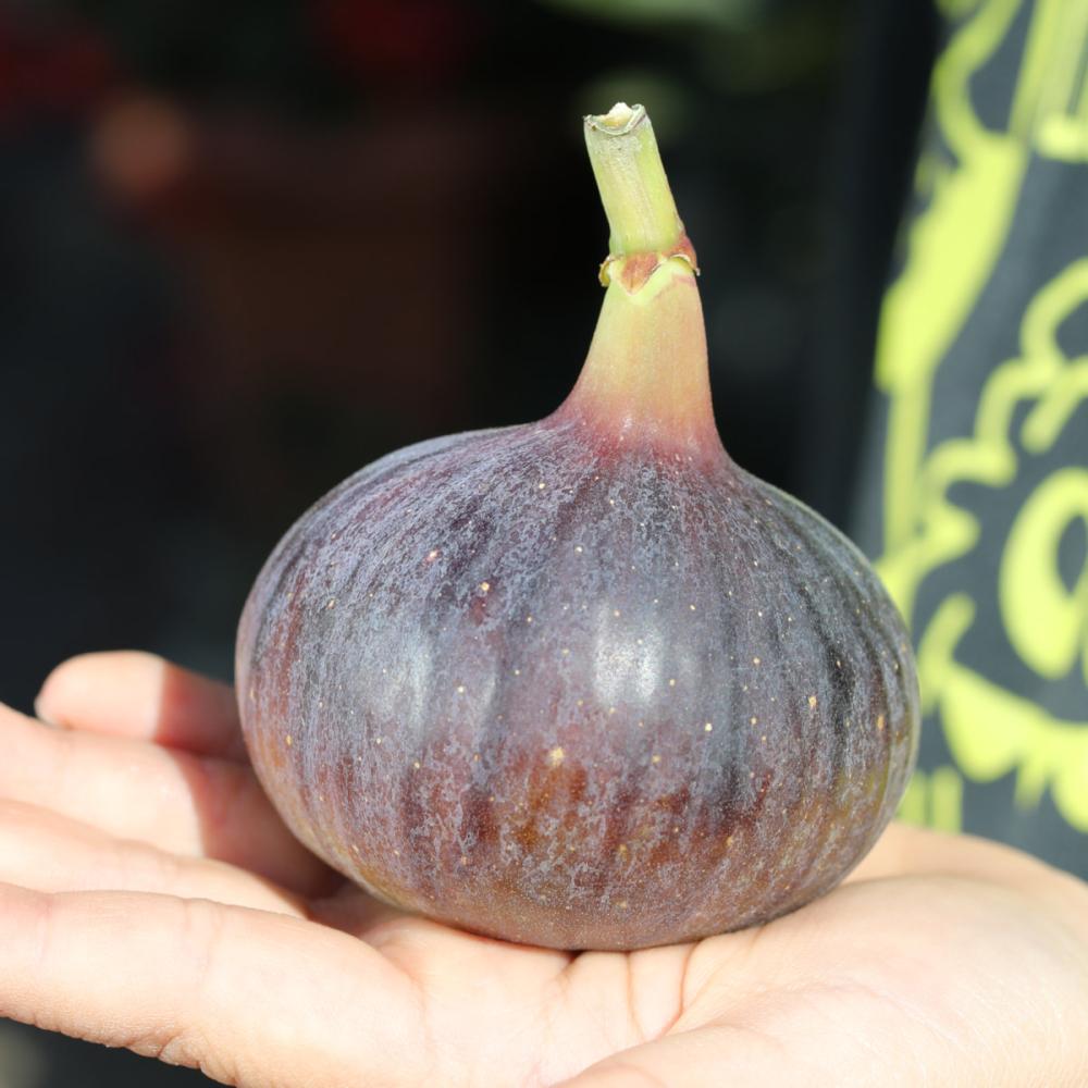 【春予約】　ビオレソリエス 【引渡し期間：４／４（土）～１２（日）】