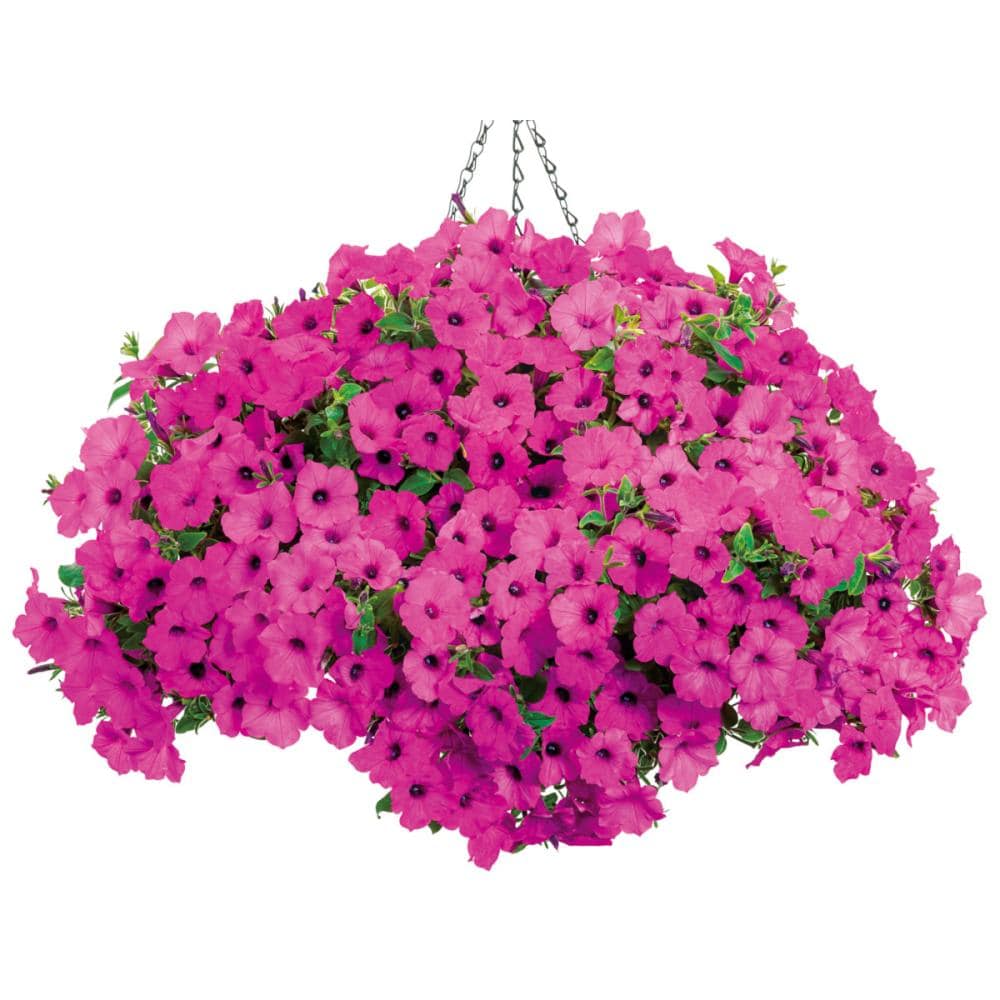 【春予約】　タフチュニア　ジャズベリー　９ｃｍ　【引渡予定日：４／４（土）～１２（日）】