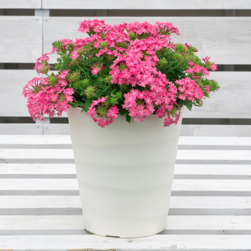 【春予約】　スーパーベナ　シュガーピンク　９ｃｍ　【引渡予定日：４／４（土）～１２（日）】