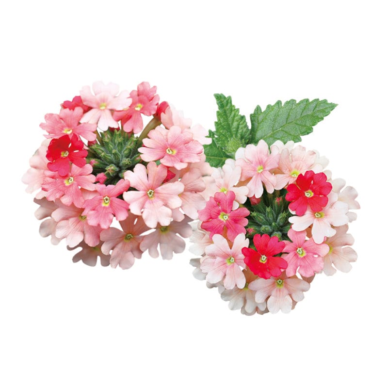 【春予約】　スーパーベナ　ピーチメルバ　９ｃｍ　【引渡予定日：４／４（土）～１２（日）】