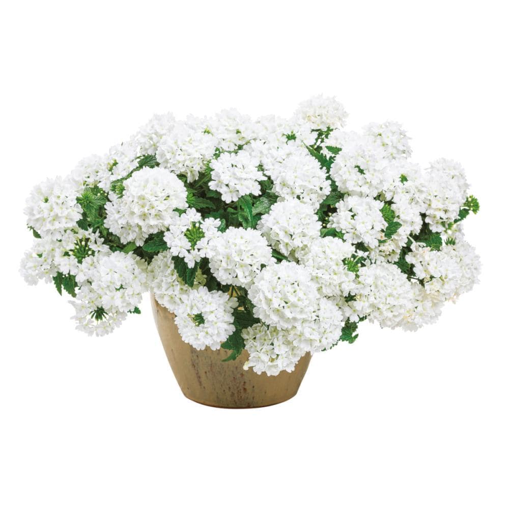 【春予約】　スーパーベナ　ホワイト　９ｃｍ　【引渡予定日：４／４（土）～１２（日）】