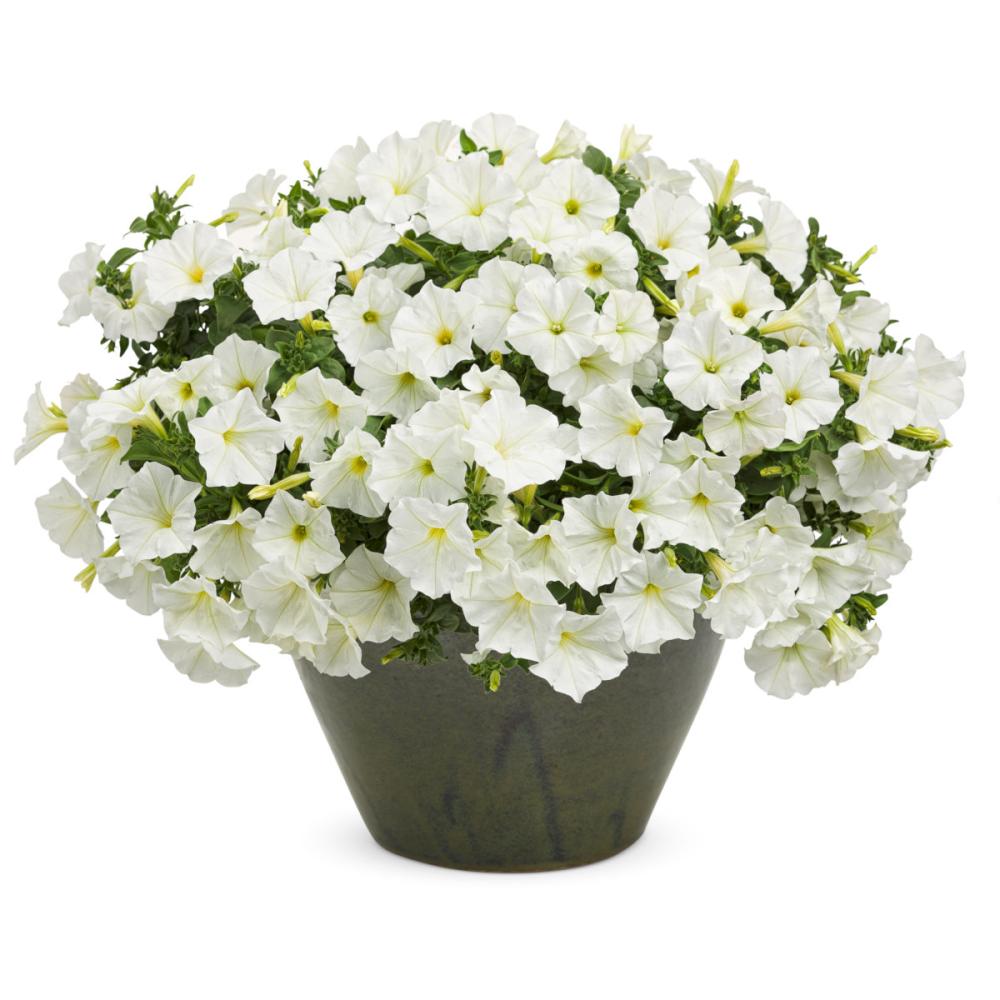 【春予約】　スーパーチュニア　ビスタ　スノー　９ｃｍ　【引渡予定日：４／４（土）～１２（日）】