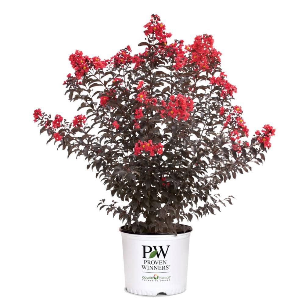 【春予約】　サルスベリ　センターステージ　レッド　【申込期限：４月２６日（日）】