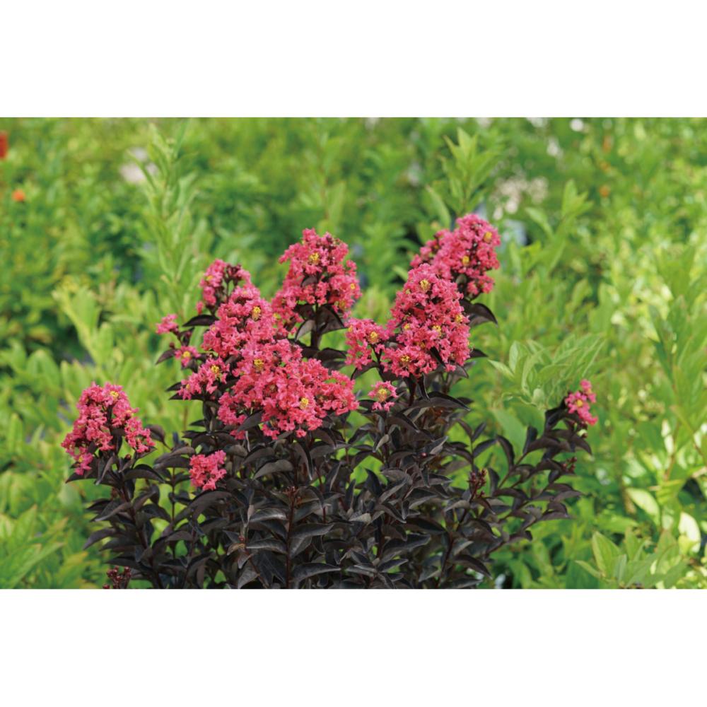 【春予約】　サルスベリ　センターステージ　コーラル　【申込期限：４月２６日（日）】