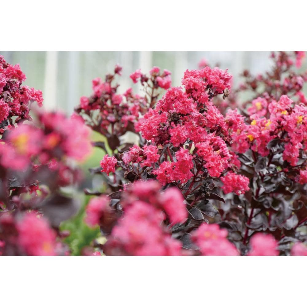 【春予約】　サルスベリ　センターステージ　ピンク　【申込期限：４月２６日（日）】